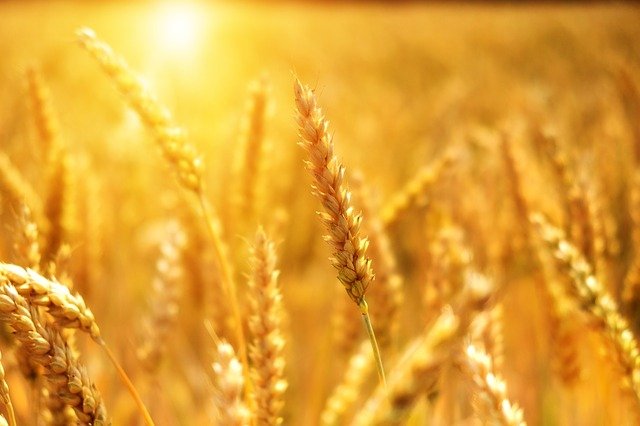 Blog z którego dowiesz się jak chronić kukurydzę