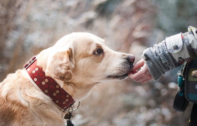 Wybór Idealnego Materaca dla Psa – Poradnik dla Właścicieli z Wymagającymi Futrzanymi Przyjaciółmi