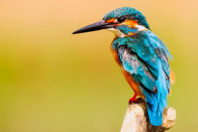 Blog Ornitologiczny: Odkryj Fascynujący Świat Ptaków i Ich Ochrony