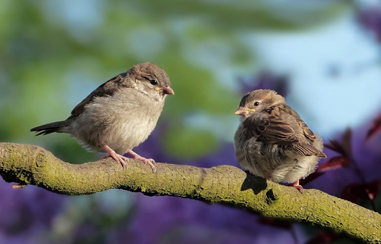 Blog Ornitologiczny: Odkryj Fascynujący Świat Ptaków i Ich Ochrony