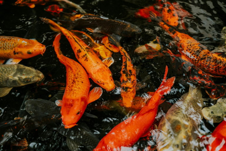 Karpie koi zimowanie: Jak przygotować staw i ryby na najcięższe mrozy?