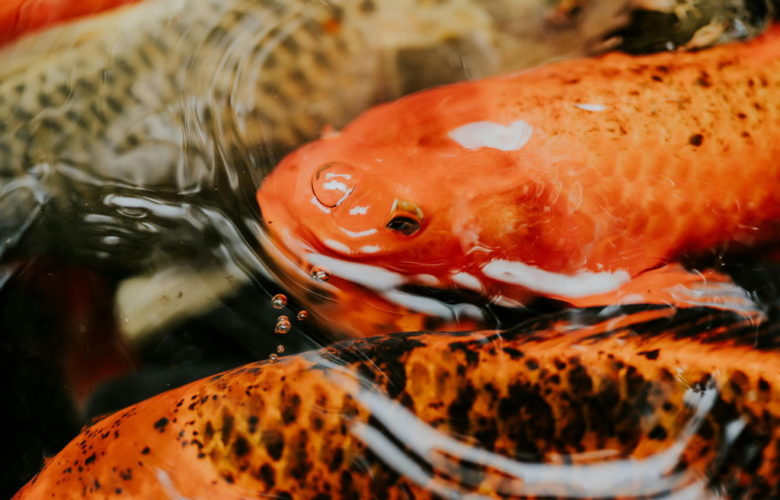 Karpie koi zimowanie: Jak przygotować staw i ryby na najcięższe mrozy?