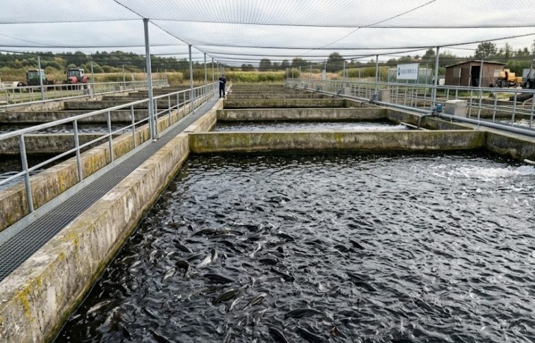 Inżynieria napowietrzania makroakwenów: Kryteria doboru i optymalizacja systemów aeracji wielkogabarytowej